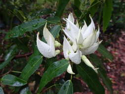 Sivun <i>Arthroclianthus angustifolius</i> kuva