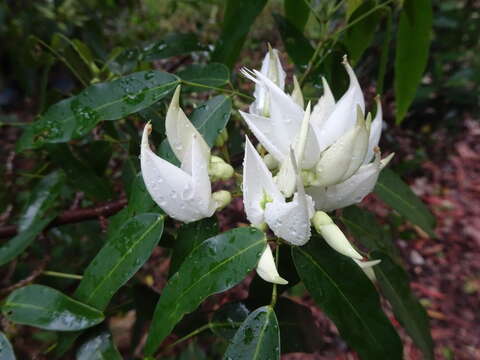 صورة Arthroclianthus