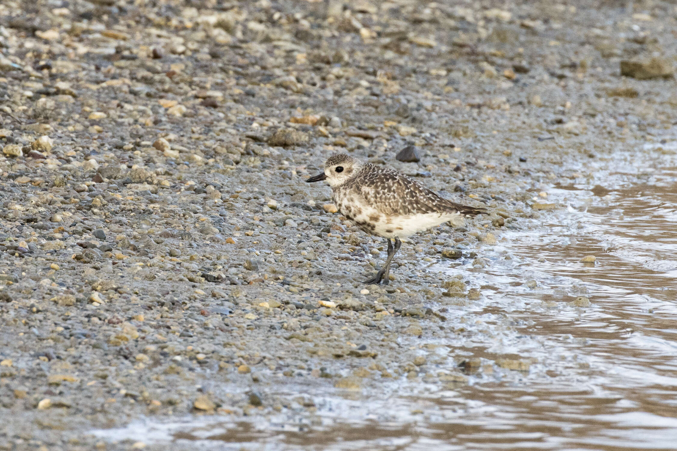 Image of Pluvialis Brisson 1760