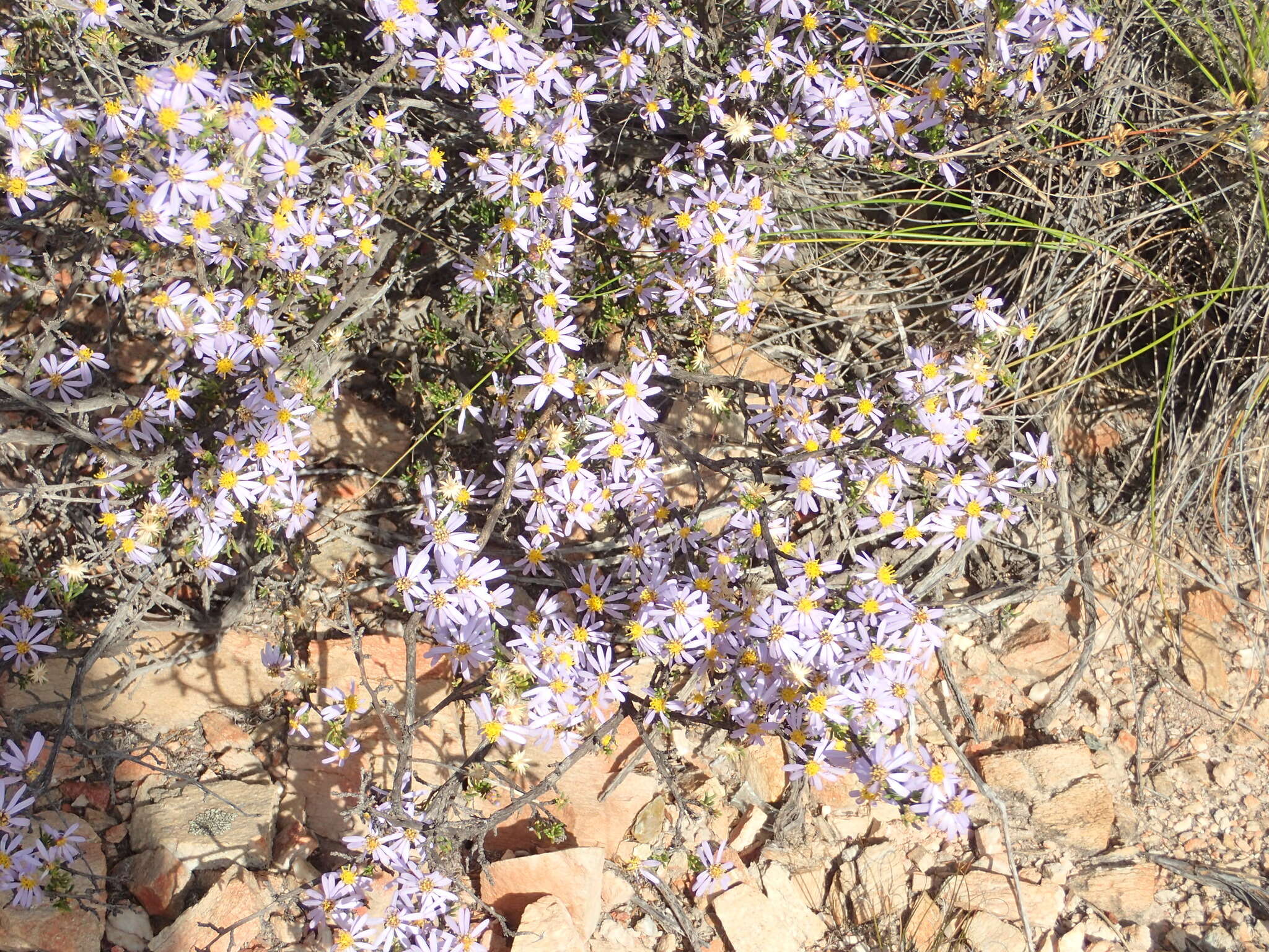 Image of Fine-leaved felicia