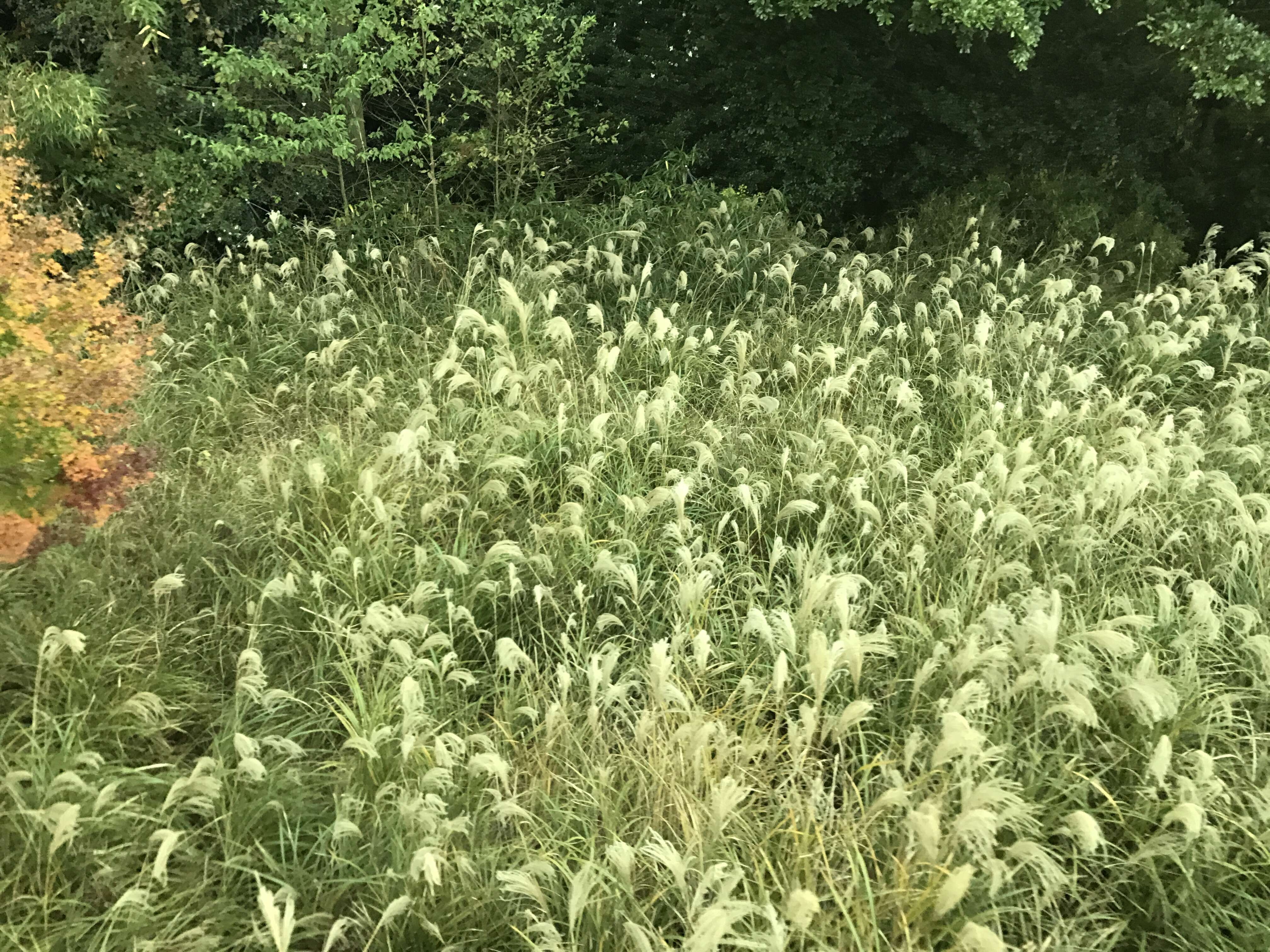 Imagem de Miscanthus sinensis Andersson