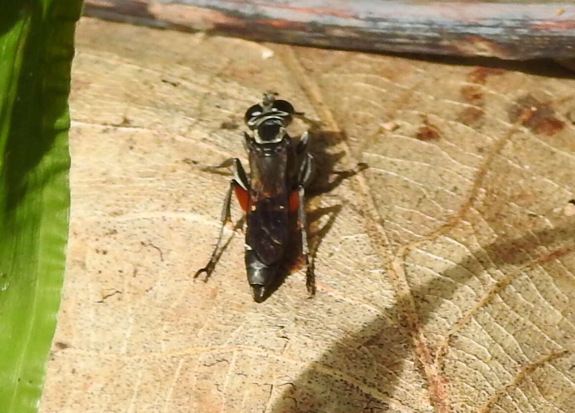 Image of Crabronid wasp