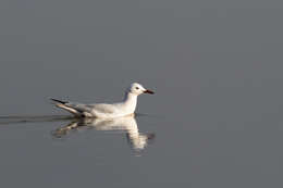 Image of Slender-billed Gull