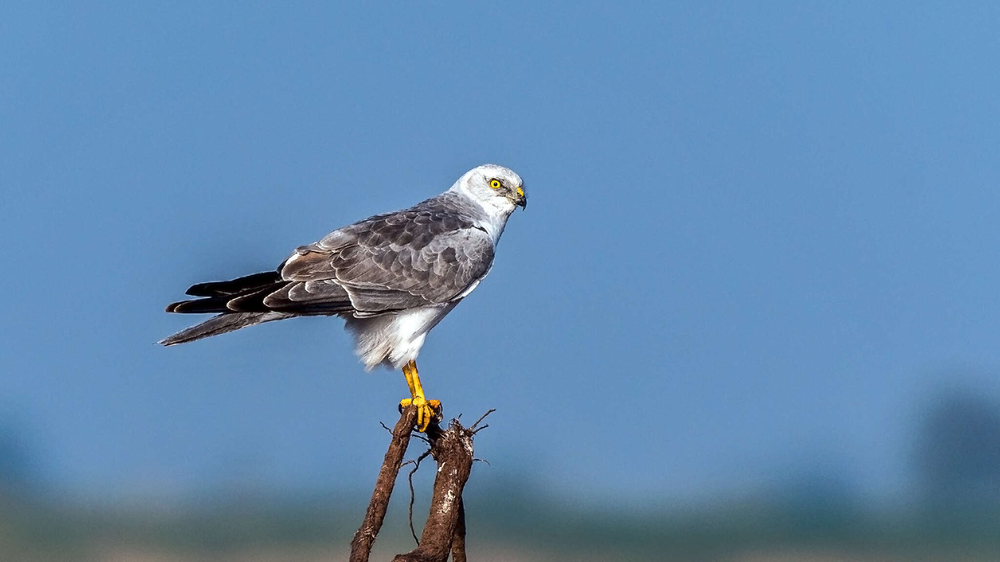 Image of Pallid Harrier