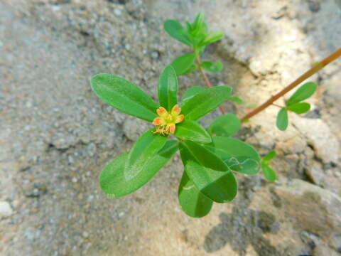 Image of Portulaca umbraticola subsp. lanceolata (Engelm.) J. F. Matthews & D. W. Ketron