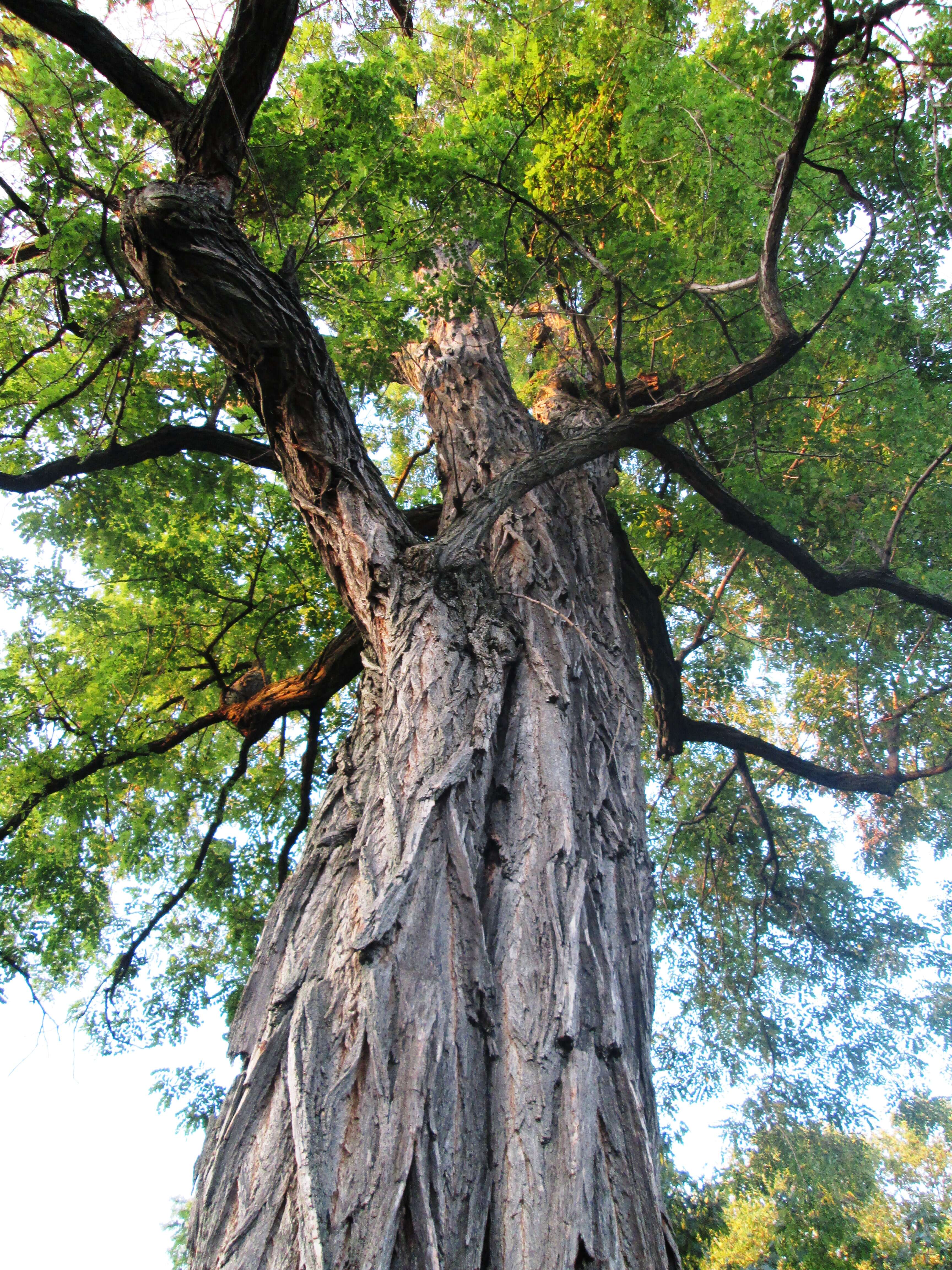 Image of black locust