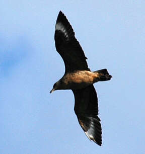 Image of Chilean Skua