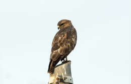 Image of Common Buzzard