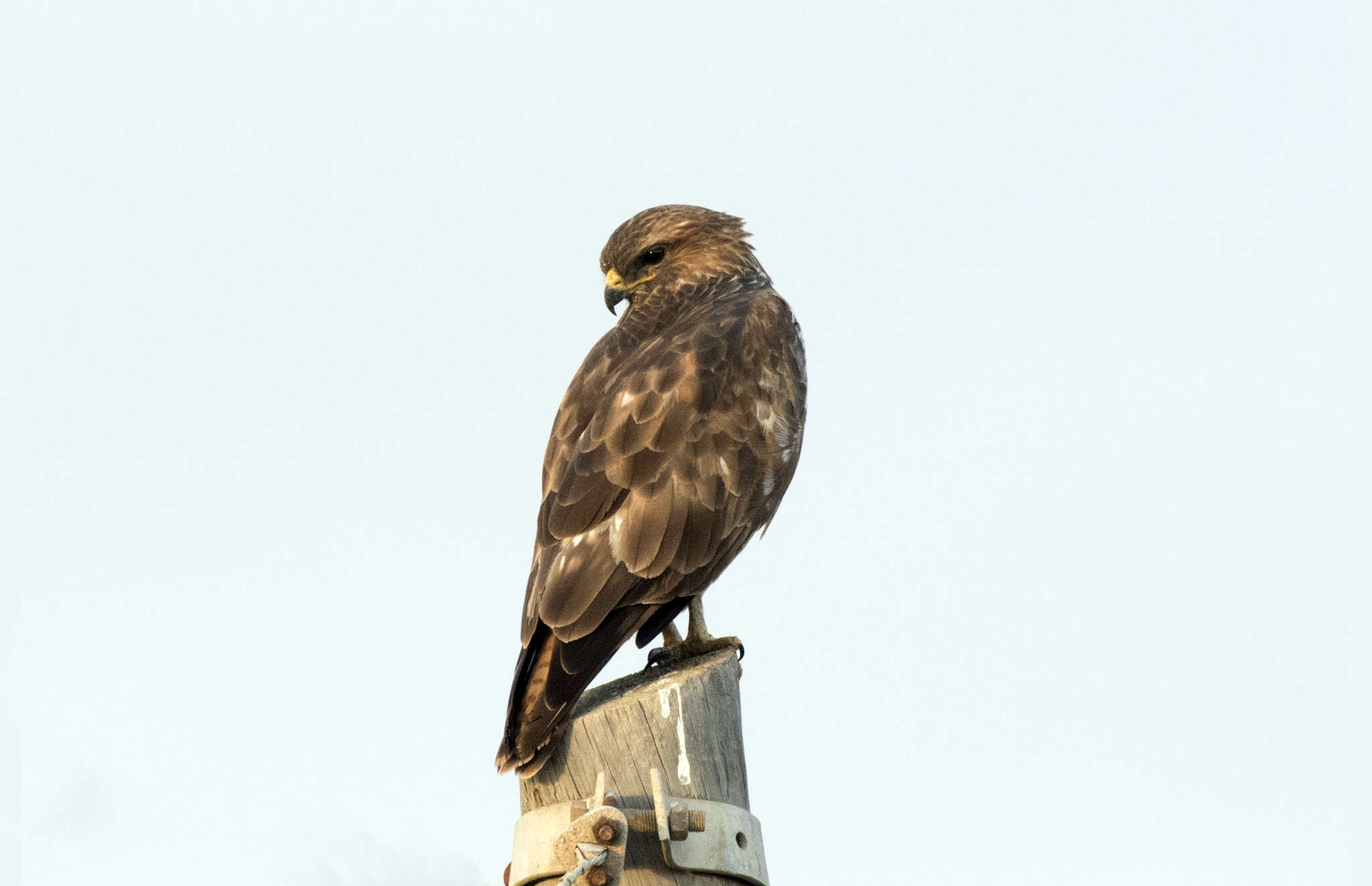 Image of Common Buzzard