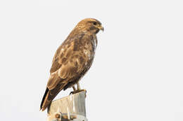 Image of Common Buzzard