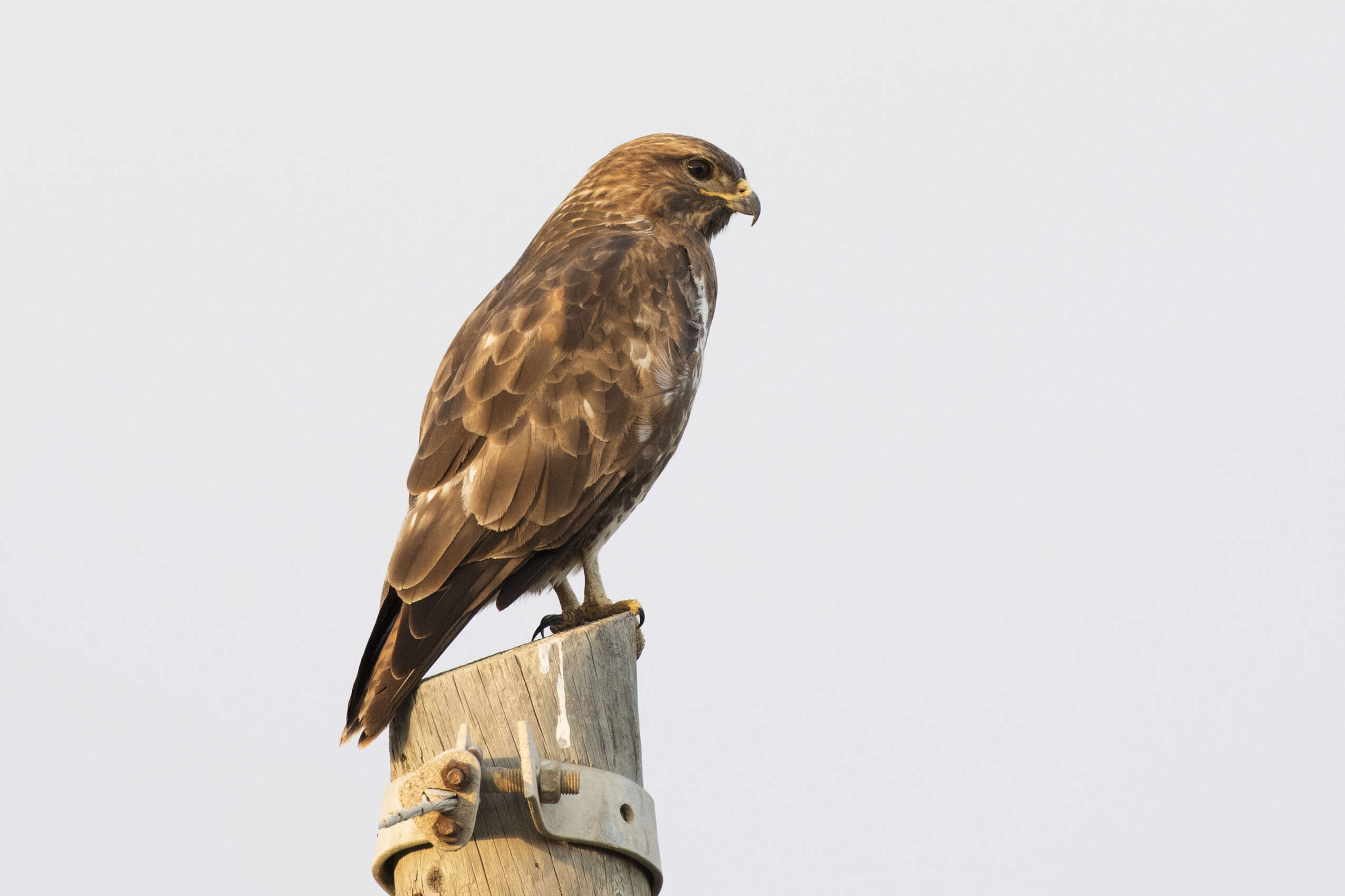 Image of Common Buzzard