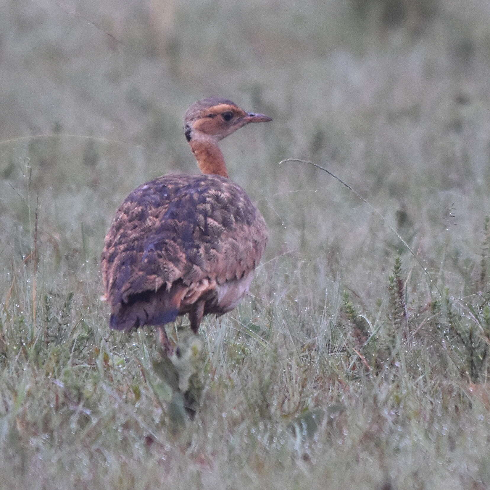 Imagem de Eupodotis senegalensis barrowii (Gray & JE 1829)