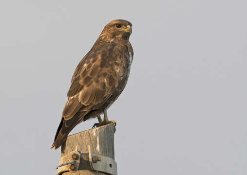 Image of Common Buzzard