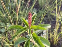 Image of Acalypha communis Müll. Arg.