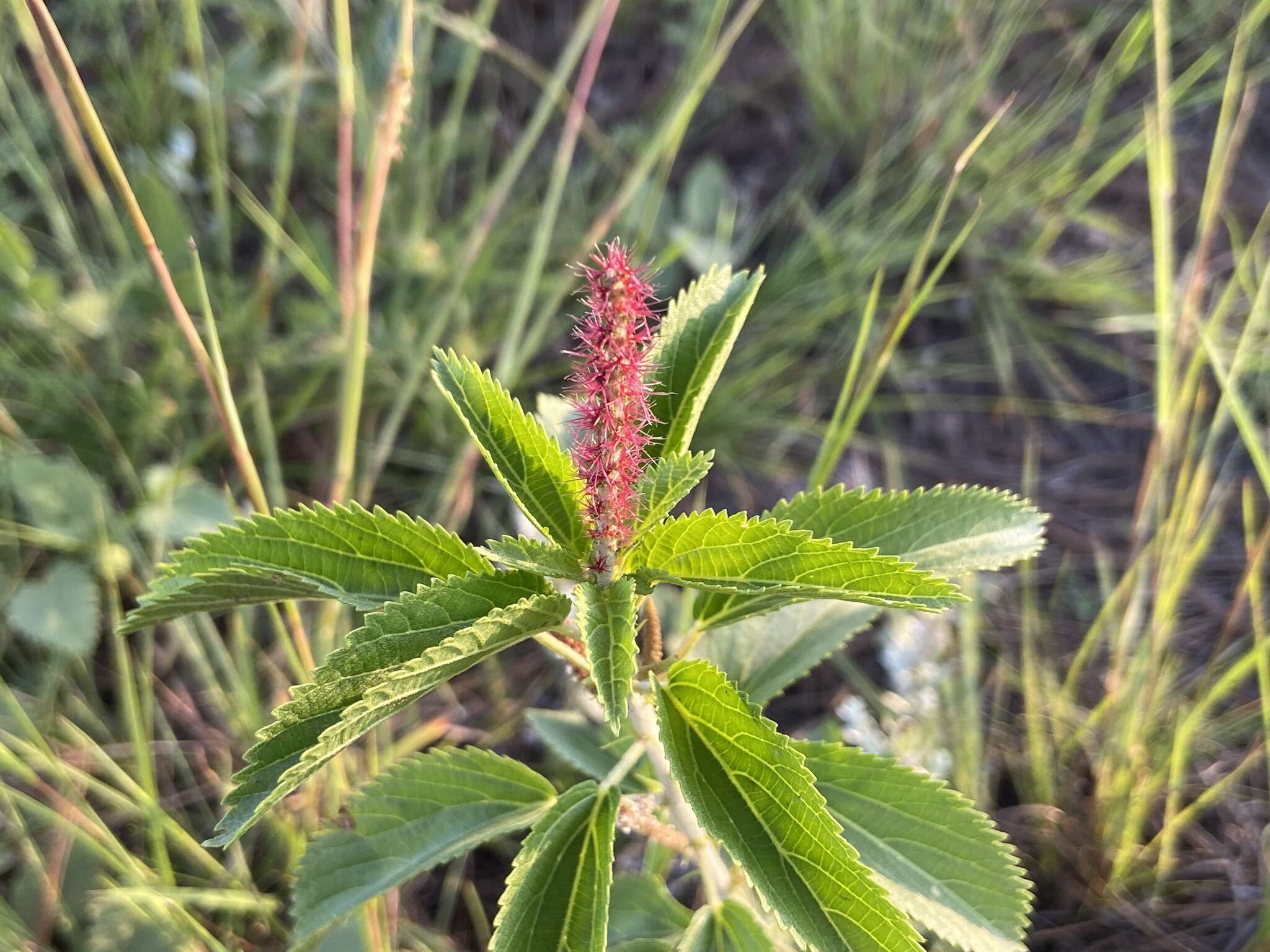 Image of Acalypha communis Müll. Arg.