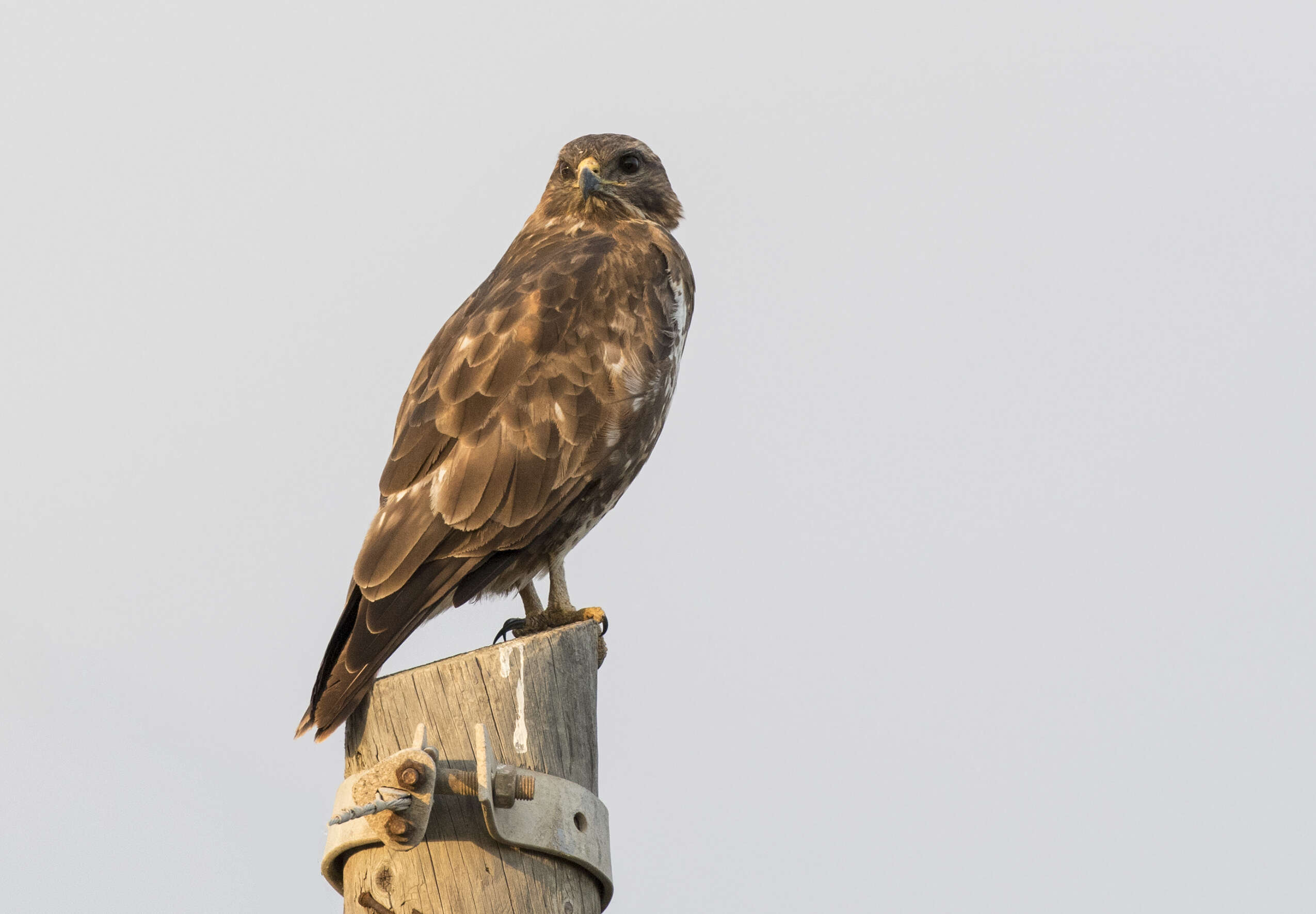 Image of Common Buzzard