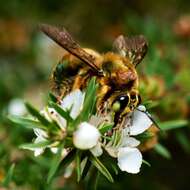 Plancia ëd Xylocopa aeratus (Smith 1851)