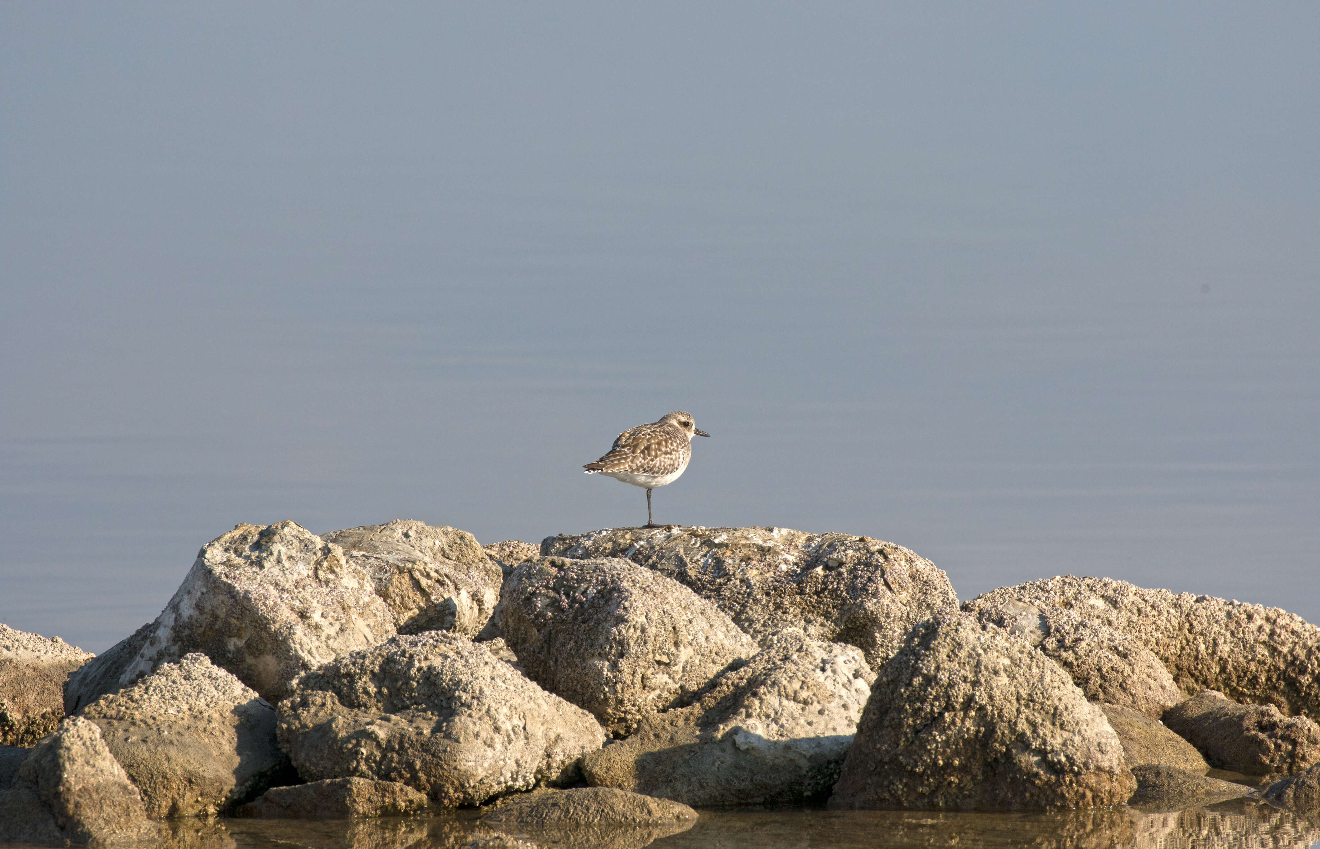 Image of Pluvialis Brisson 1760