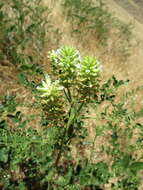 Sivun Astragalus asymmetricus Sheldon kuva