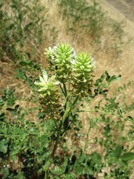 Image of San Joaquin milkvetch