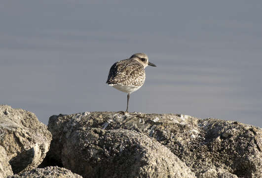 Image of Pluvialis Brisson 1760