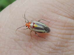 Image of Poecilocapsus