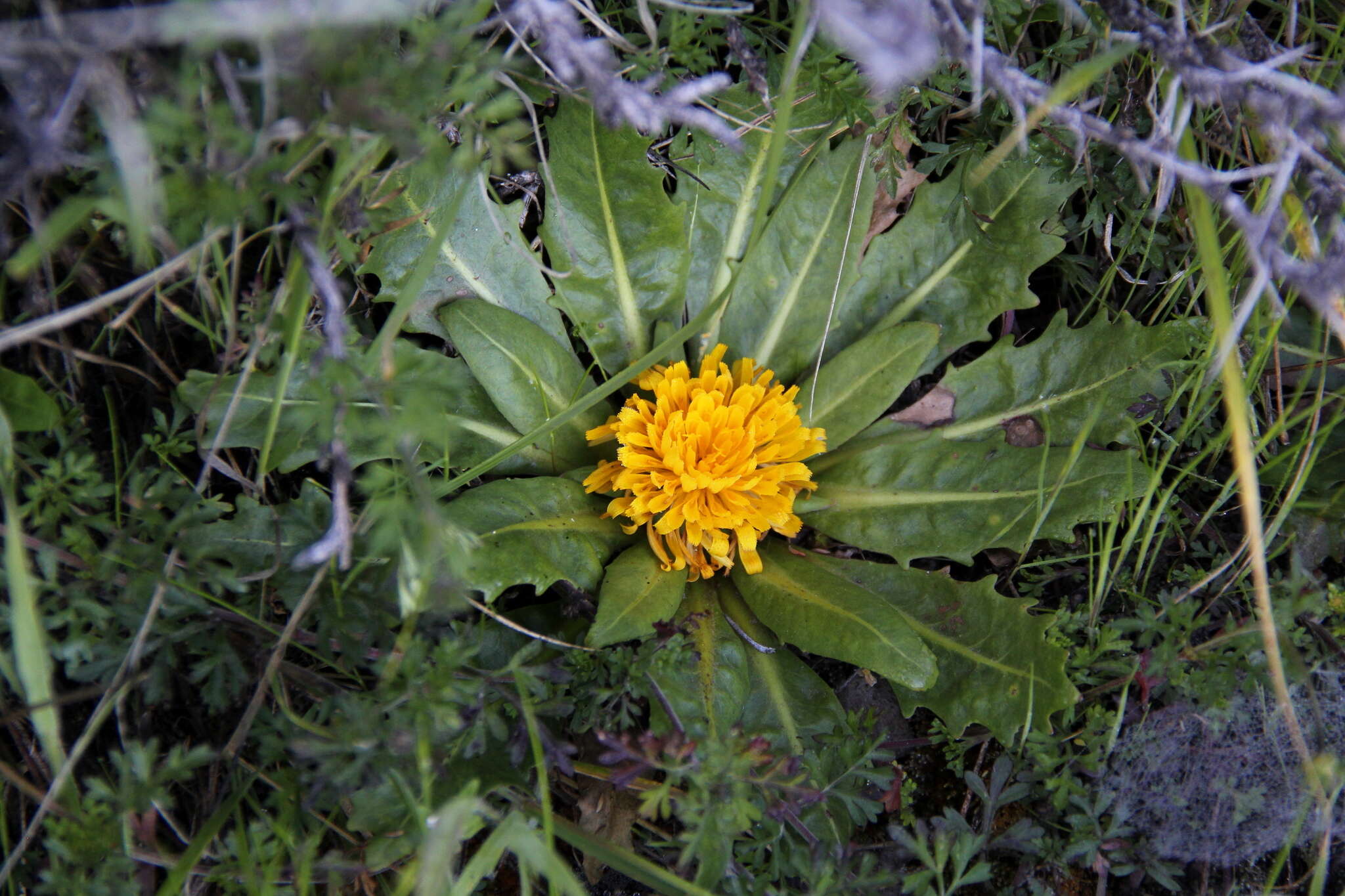 Слика од Hypochaeris meyeniana (Walp.) Griseb.