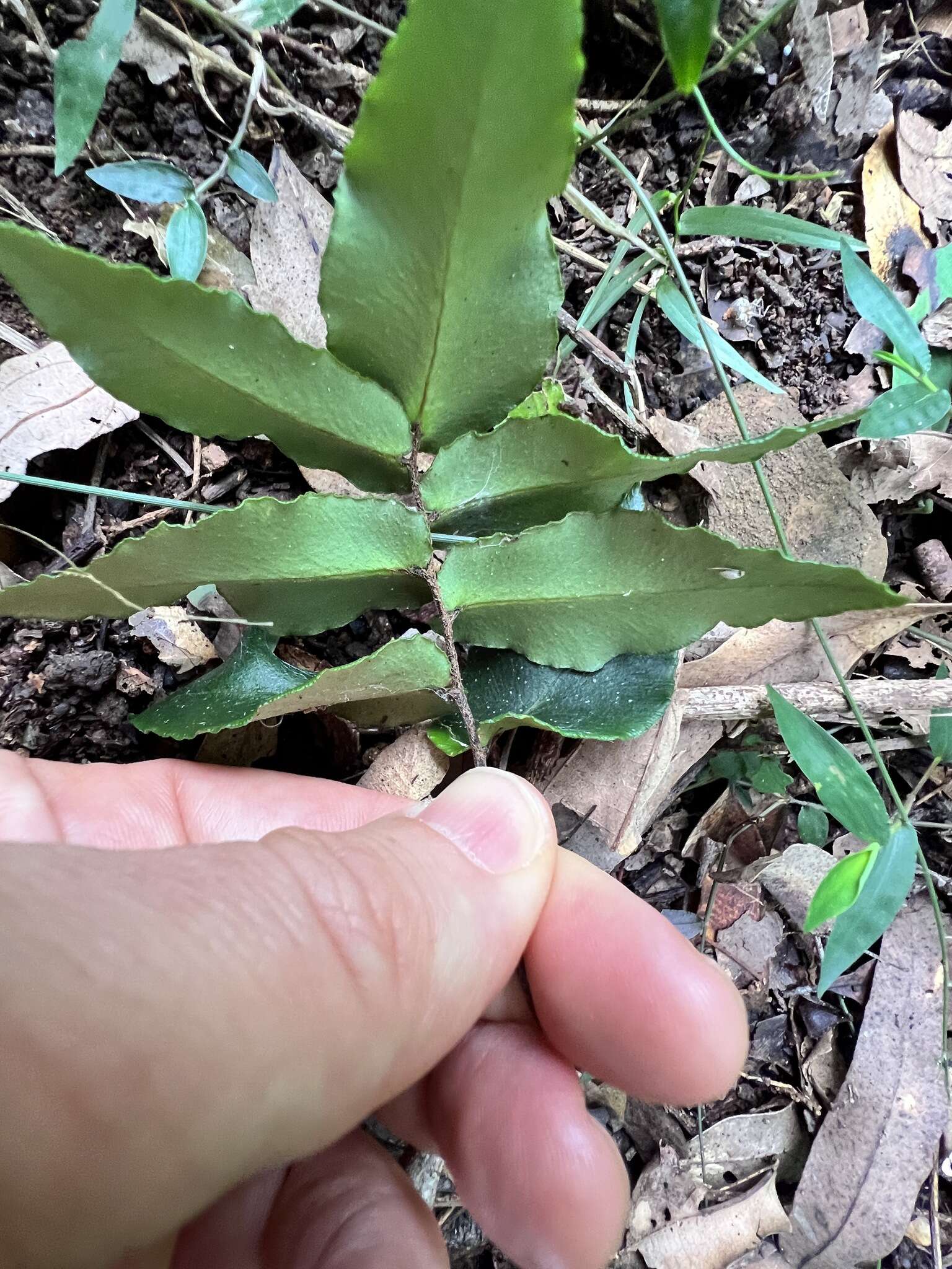 Image of Pellaea paradoxa (R. Br.) Hook.