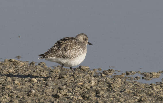 Image of Pluvialis Brisson 1760