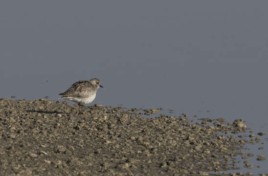 Image of Pluvialis Brisson 1760