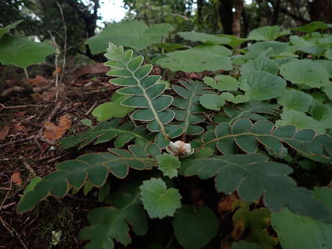 Image of Asplenium aureum Cav.