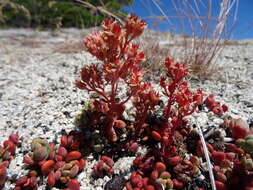 Image of Sierra stonecrop