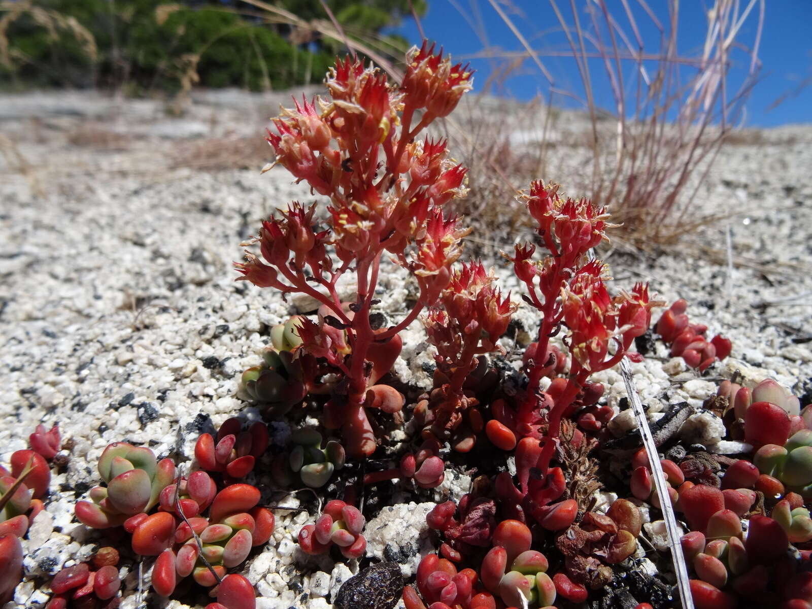 Image of Sierra stonecrop