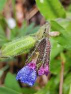 Sivun Pulmonaria stiriaca A. Kerner kuva