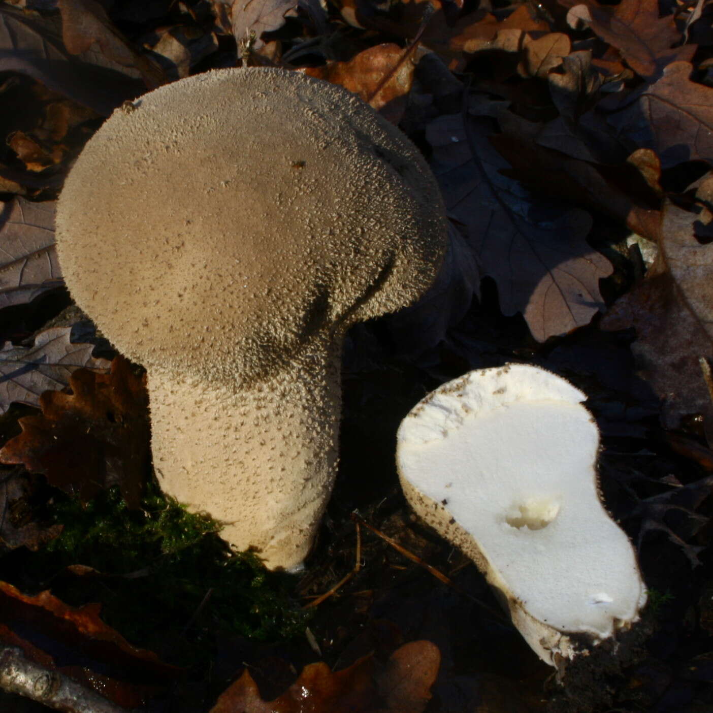 Imagem de Lycoperdon excipuliforme (Scop.) Pers. 1801