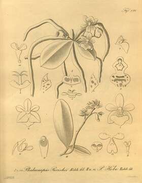 Image of Phalaenopsis parishii Rchb. fil.