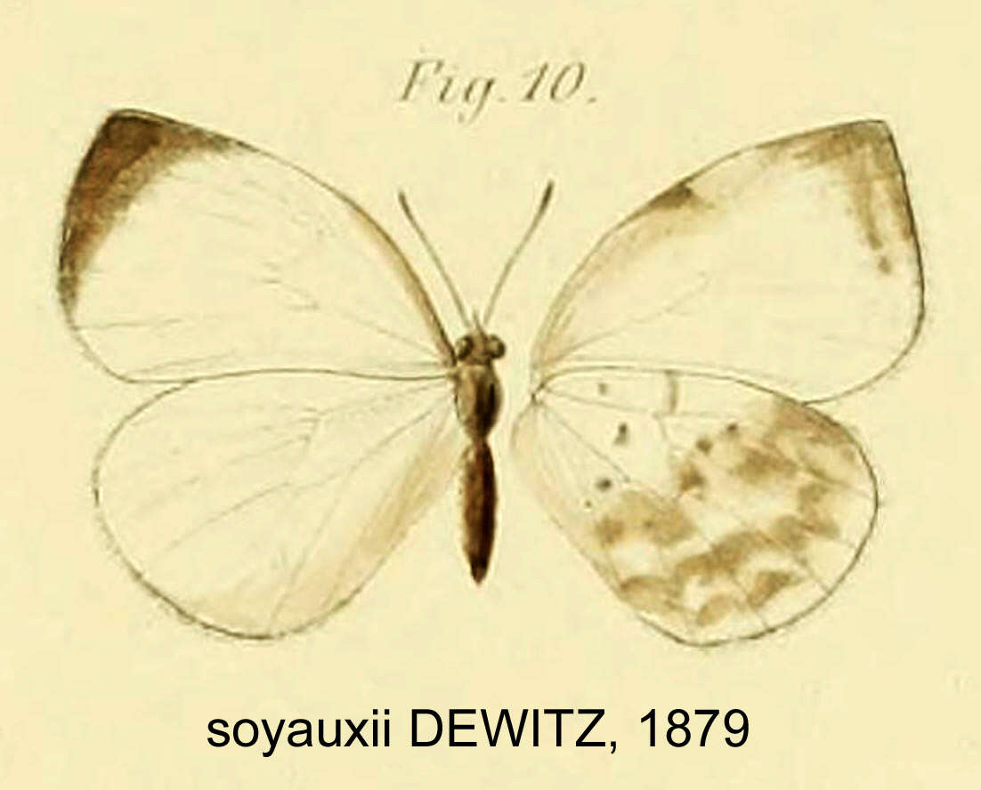 Image of Larinopoda tera (Hewitson 1873)