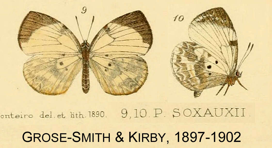 Image of Larinopoda tera (Hewitson 1873)