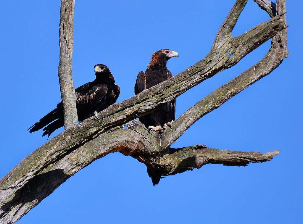 Imagem de Aquila audax (Latham 1801)