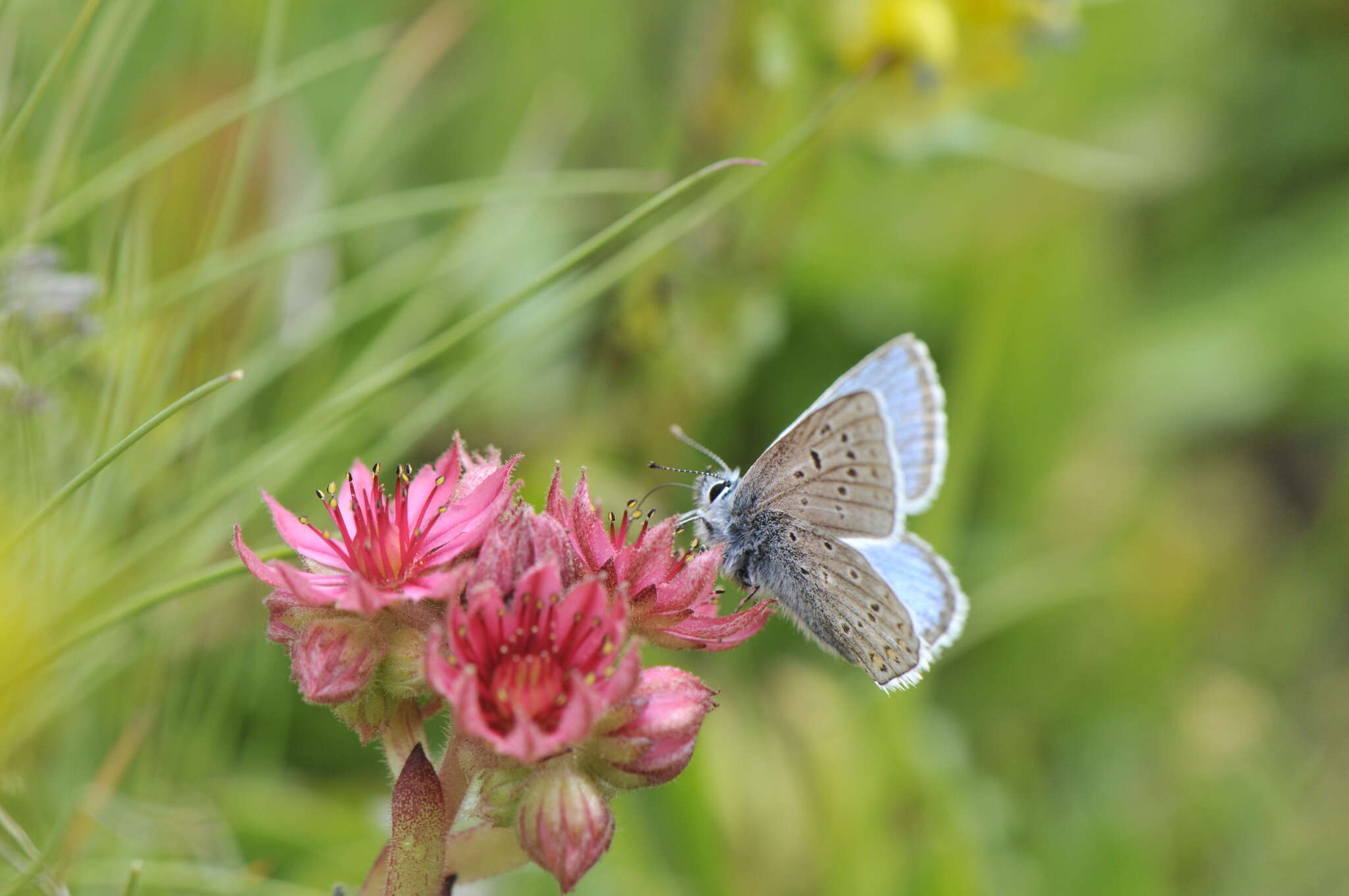 صورة Polyommatus eros (Ochsenheimer 1807)