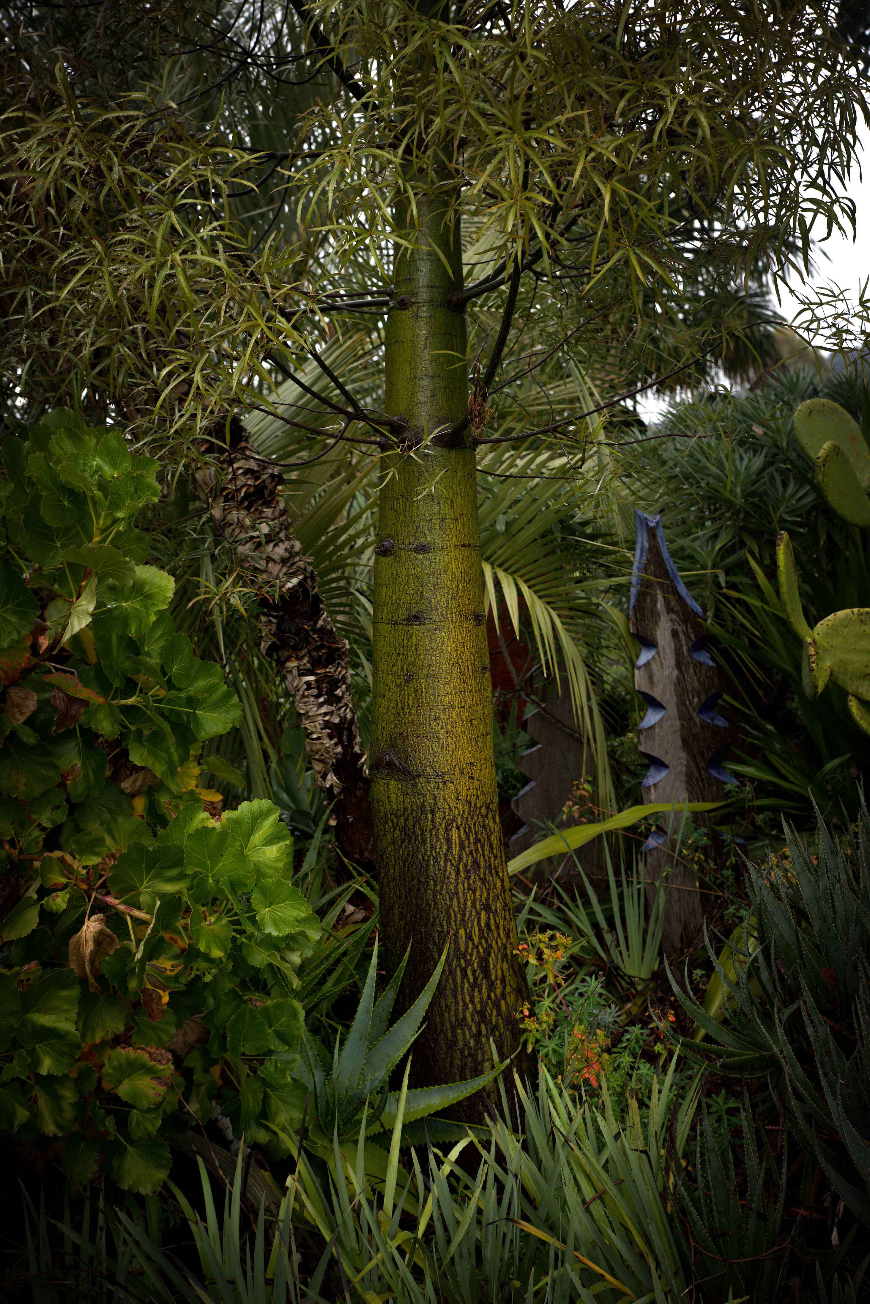 Image of Baobab