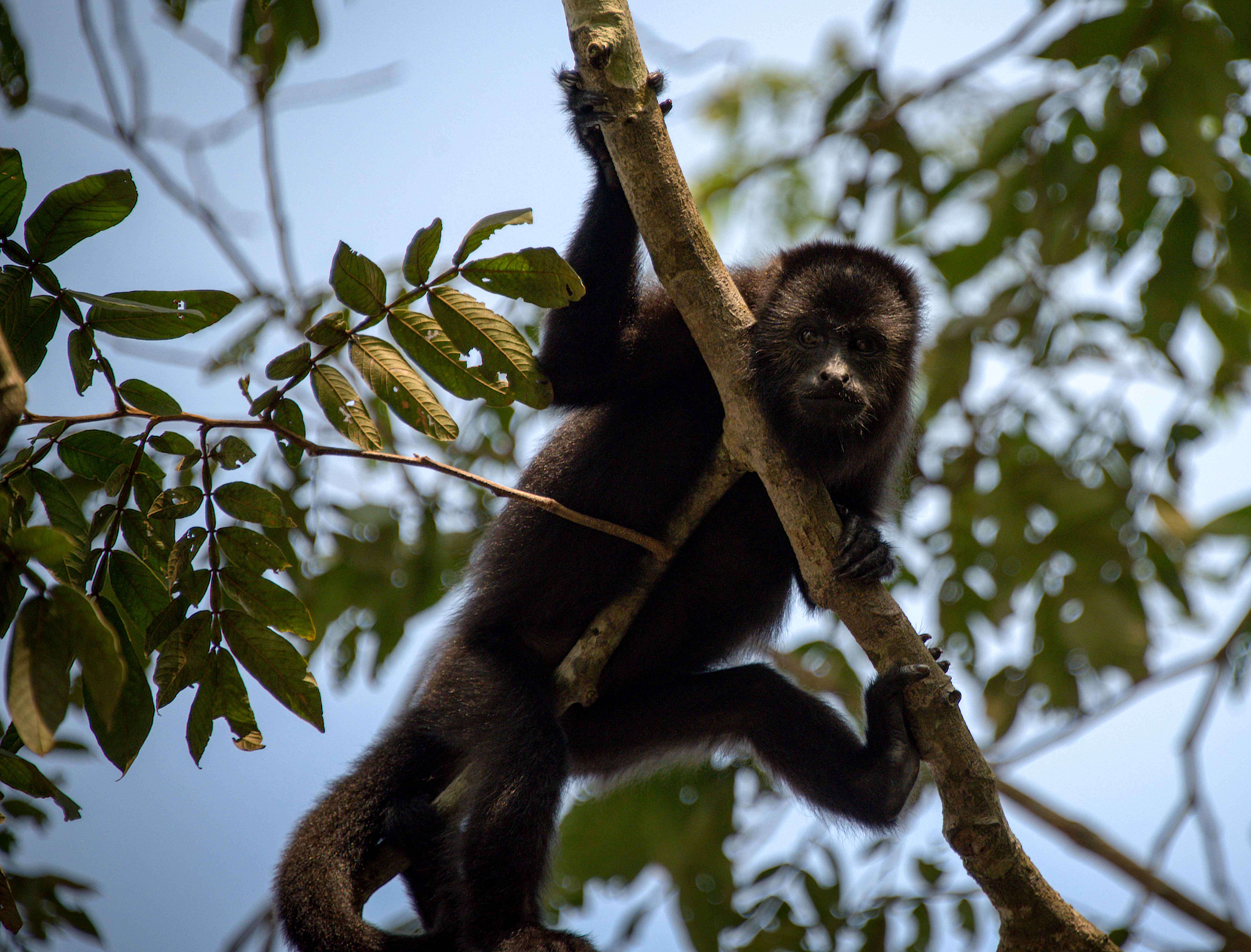 Image of Ecuadorian Mantled Howling Monkey