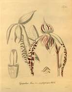 Image de Paphiopedilum stonei (Hook.) Stein