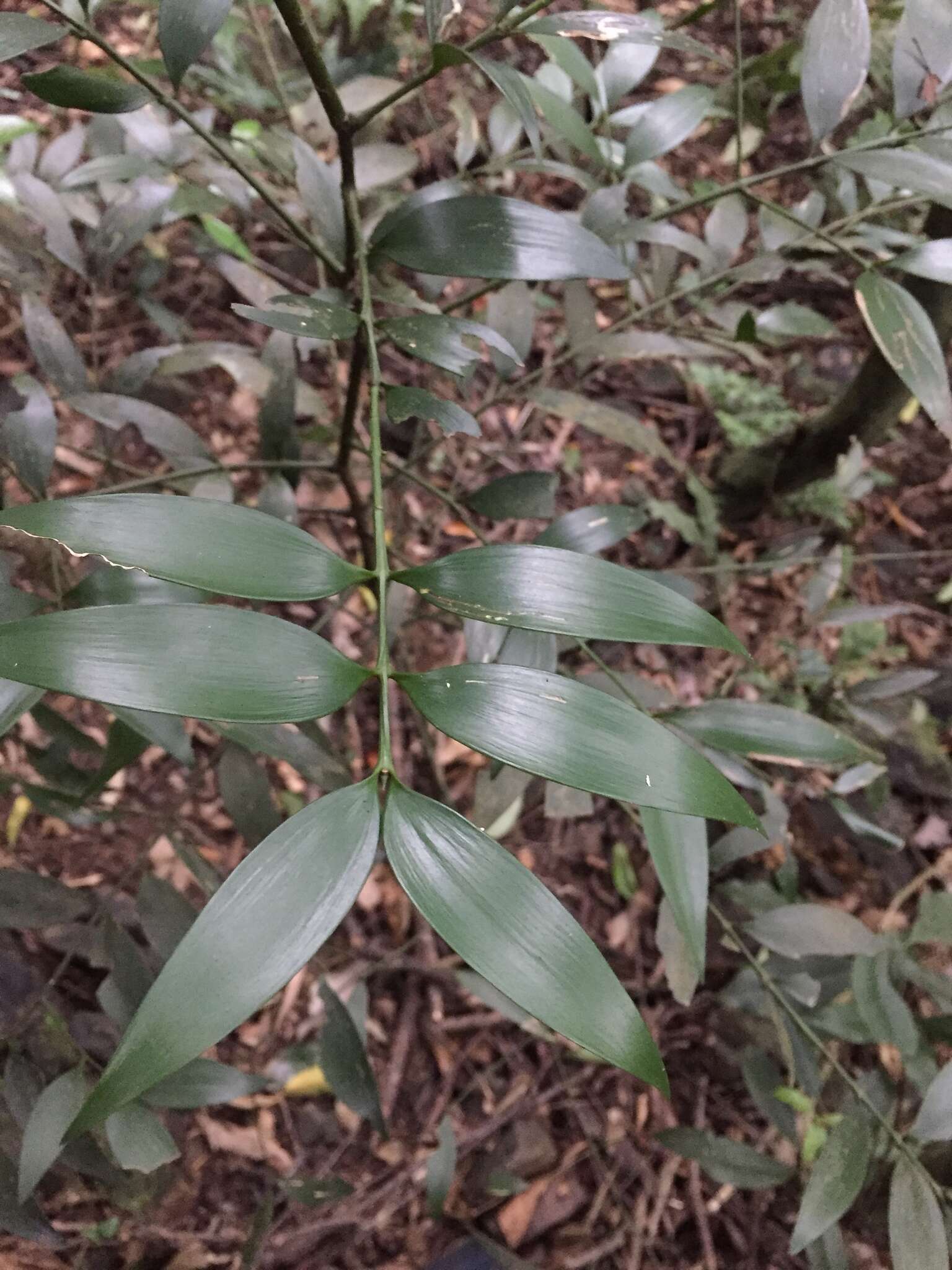 Image of Asian bayberry