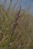 Image de Eulophia dentata Ames