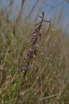 Image de Eulophia dentata Ames