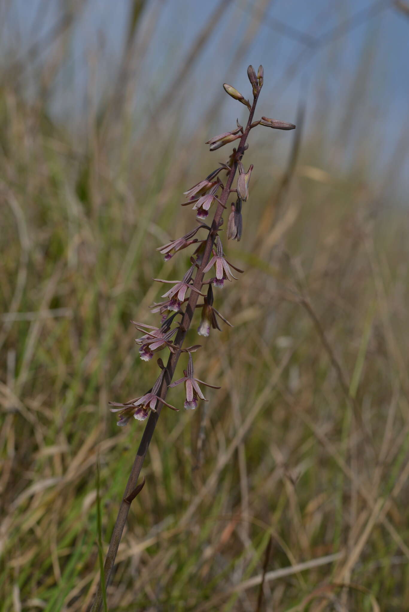 Image de Eulophia dentata Ames