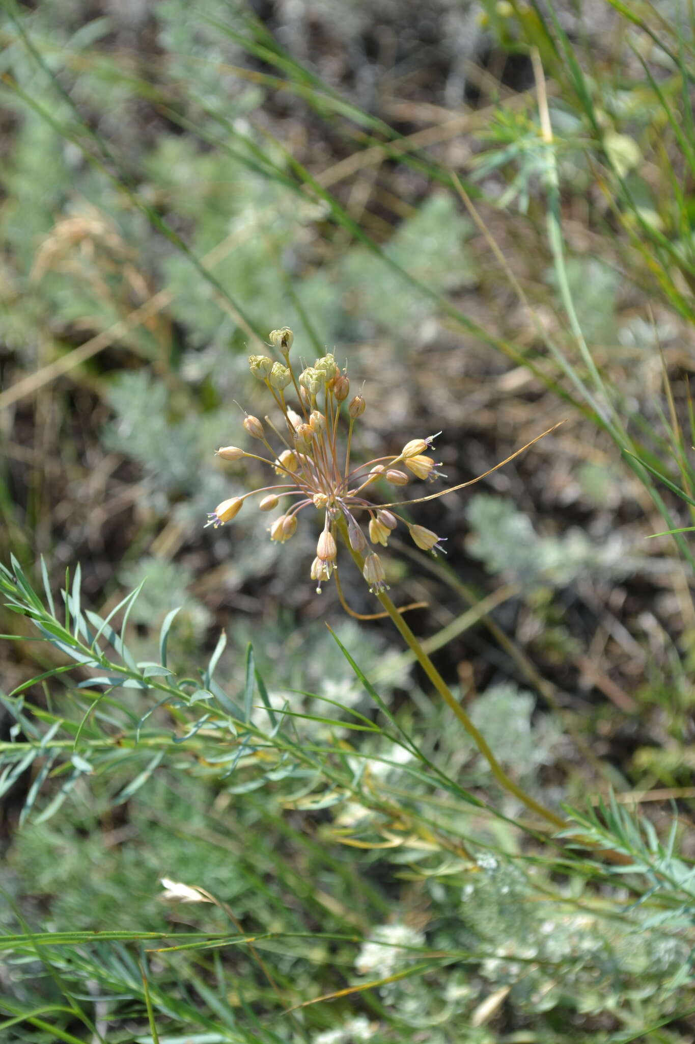 Image of Allium flavum subsp. tauricum (Besser ex Rchb.) K. Richt.