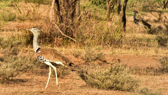 Image of Kori Bustard