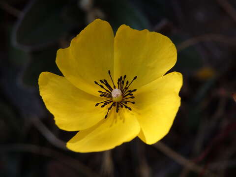 Image of Tuberaria globulariifolia (Lam.) Willk.